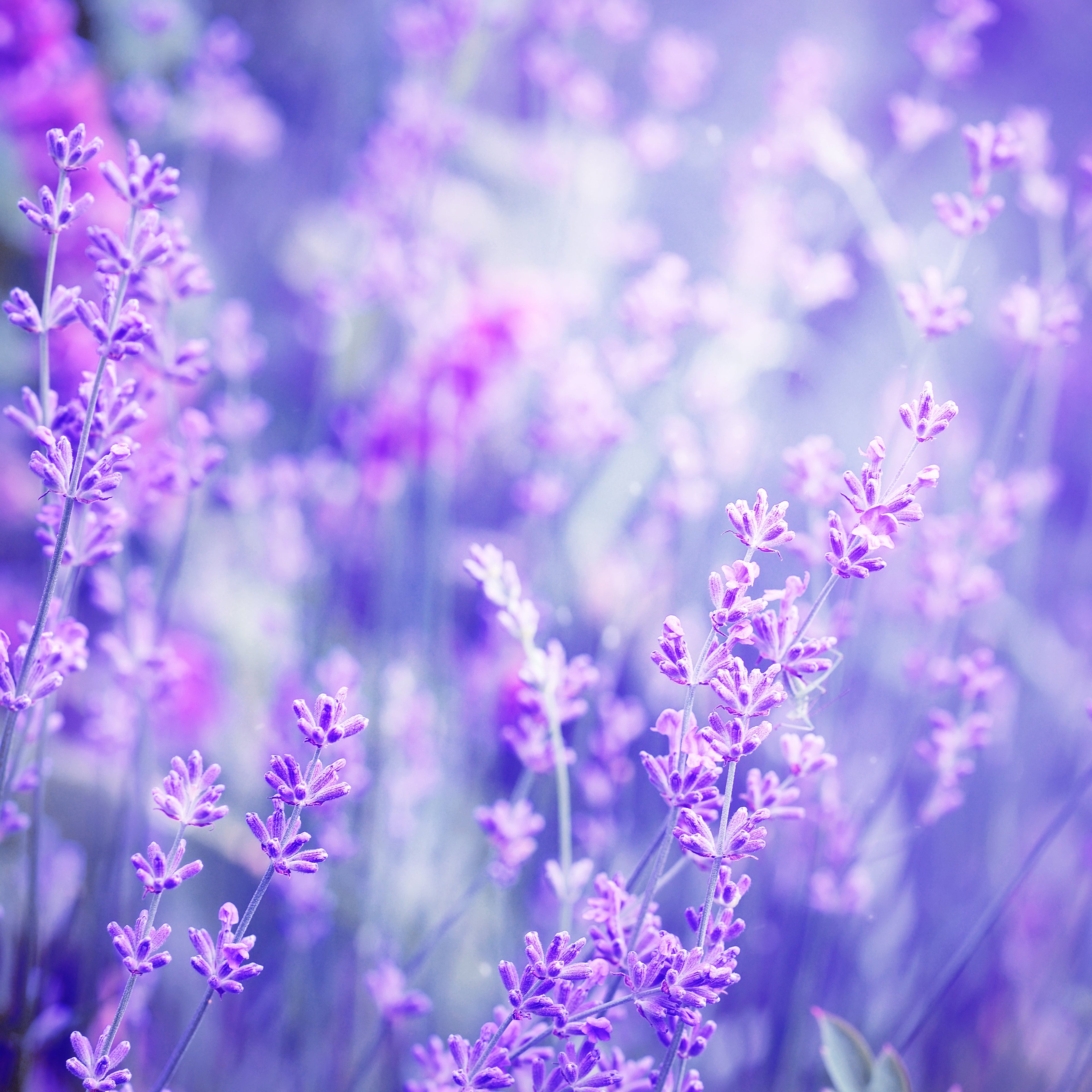 Aromatic